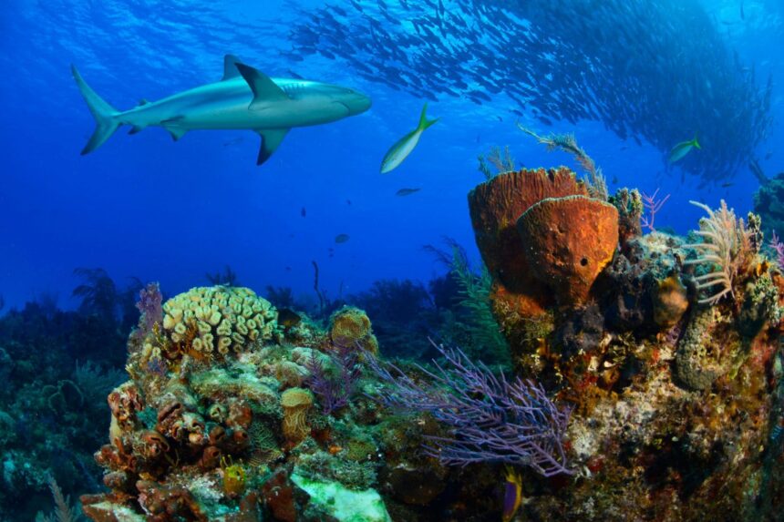 Reef shark cruising over healthy Bahamas coral with barrel sponges and schooling fish