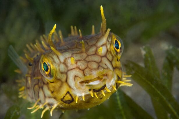 Striped burrfish hovering close to the camera over seagrass