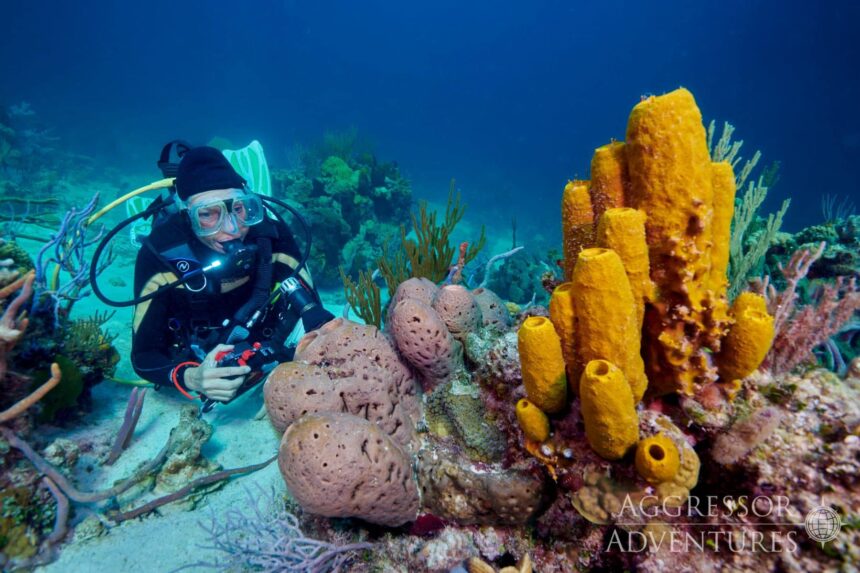 Scuba diver hovering beside yellow tube sponges and pink barrel sponges on a Bahamas reef