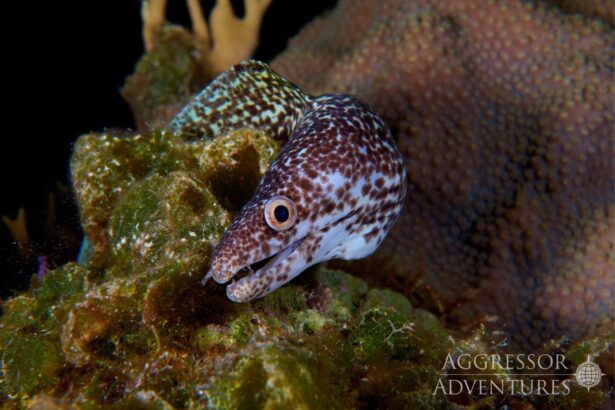 Spotted moray eel emerging from a coral head at night