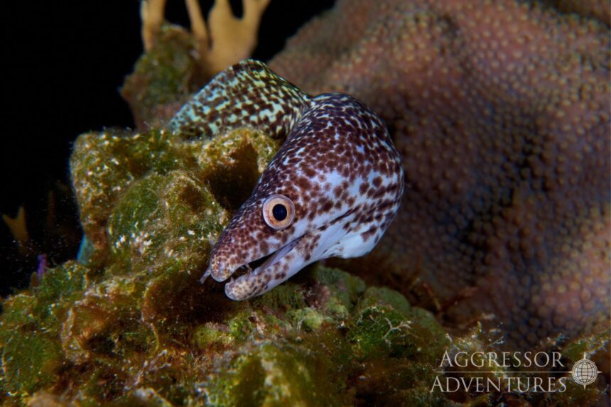 Spotted moray eel emerging from a coral head at night