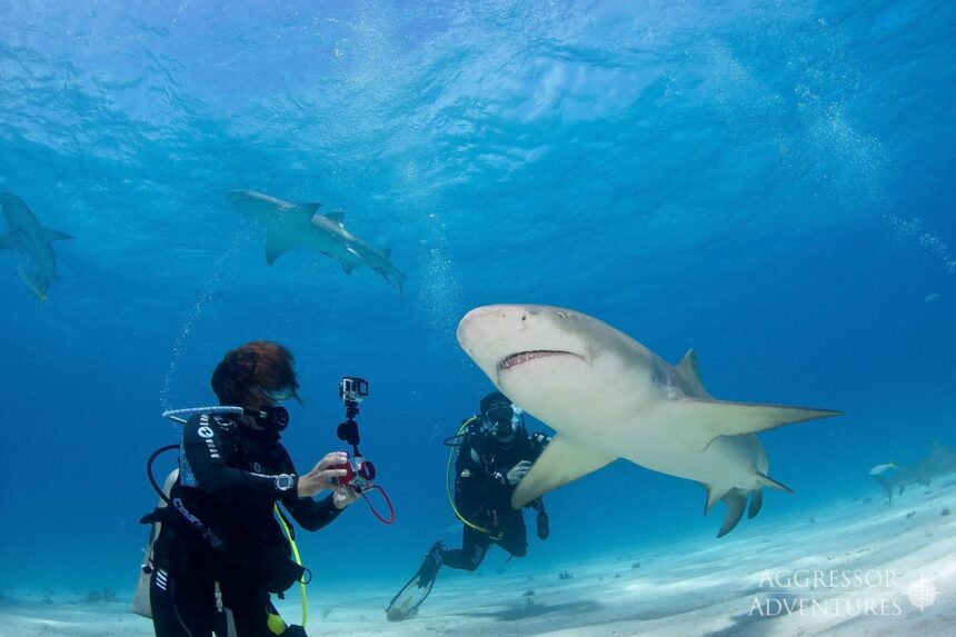 Diver holding a camera rig while a lemon shark swims close at Tiger Beach