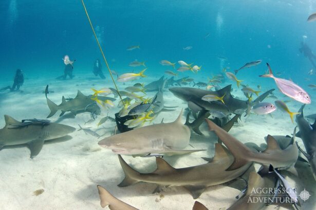 Divers watch a swirl of Caribbean reef sharks and fish feeding at Tiger Beach