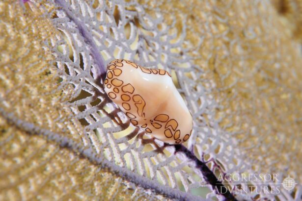 A flamingo tongue snail clings to a purple sea fan on a Bahamas reef