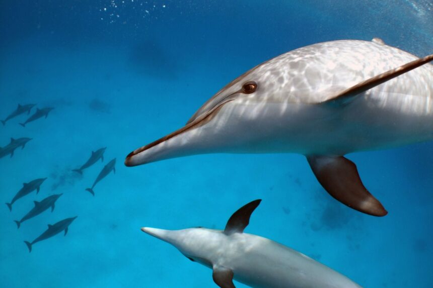 A pod of dolphins swims past divers in clear blue Red Sea water