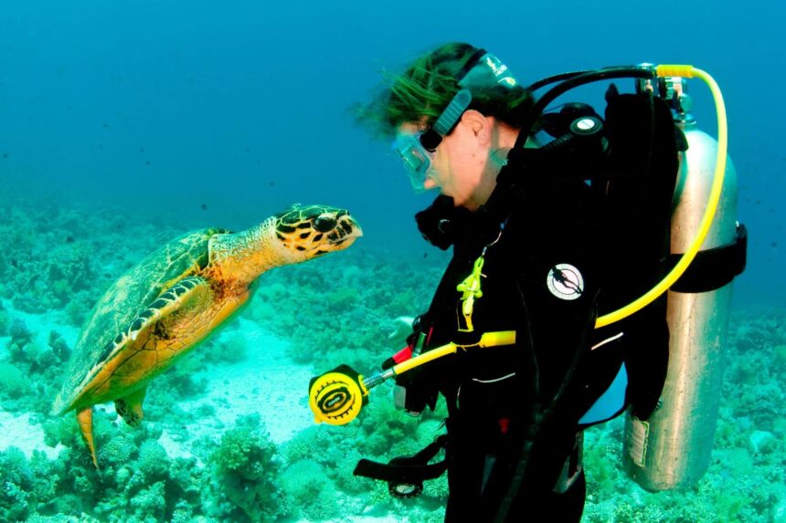 A scuba diver comes face to face with a green sea turtle over the reef
