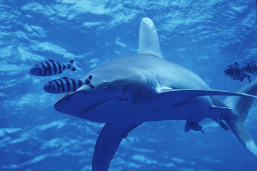An oceanic whitetip shark swims close among small striped fish