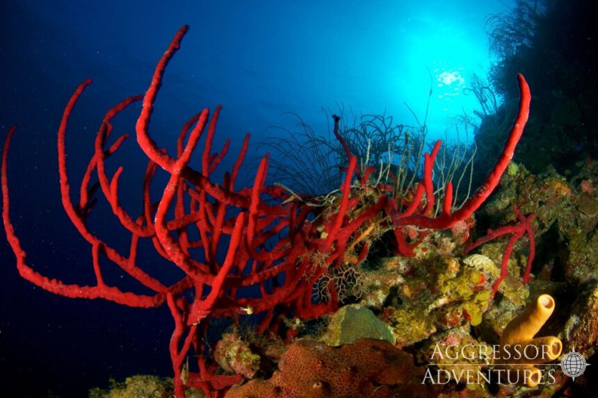 Bright red rope sponges branching across a Belize coral reef