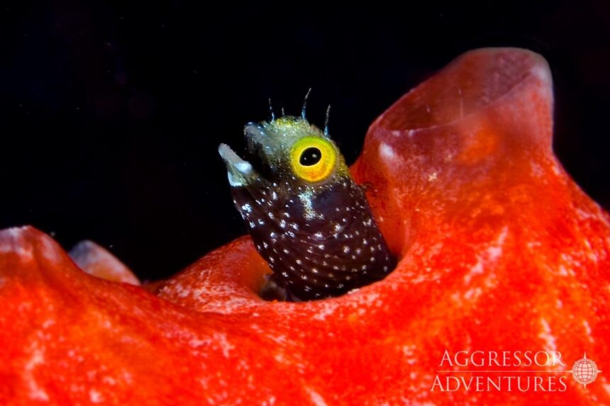 Sailfin blenny peeking out from a red sponge on a Belize reef