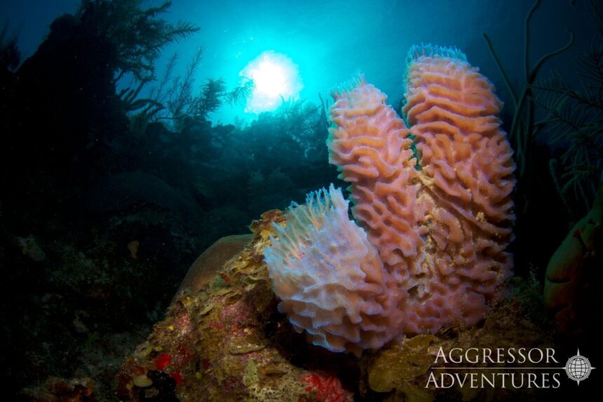 Pink vase sponges glowing against blue water on a Belize reef