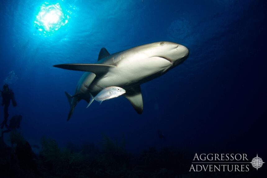 Caribbean reef shark swimming with a small fish alongside it in open water