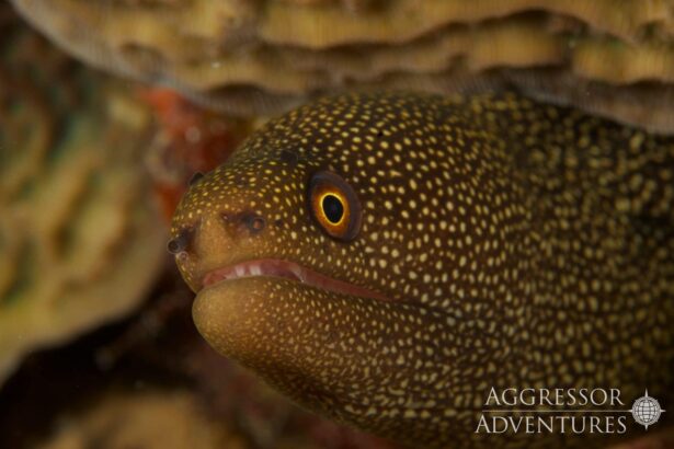 Close up of a spotted moray eel peering out from a reef crevice