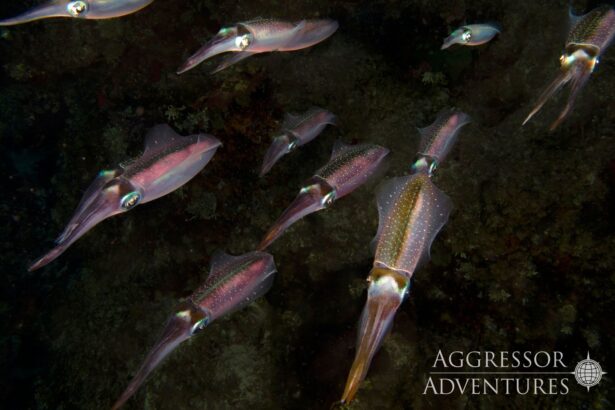 School of Caribbean reef squid hovering over the reef at night