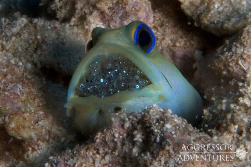 Yellowhead jawfish mouthbrooding a clutch of eggs in its burrow