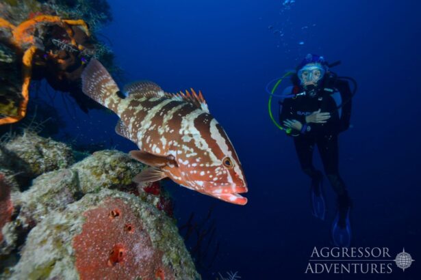 Diver approaching a large Nassau grouper resting beside a sponge covered reef