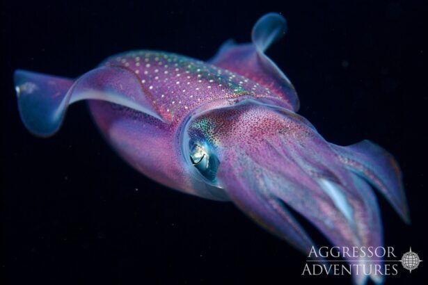 Caribbean reef squid glowing purple and blue at night off Belize