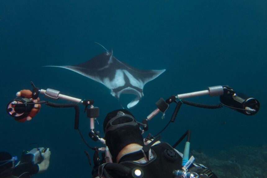 diver with an underwater camera rig facing a manta ray near the seafloor