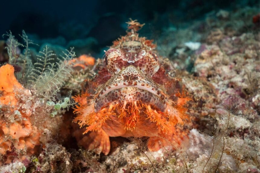 tasseled scorpionfish camouflaged among coral
