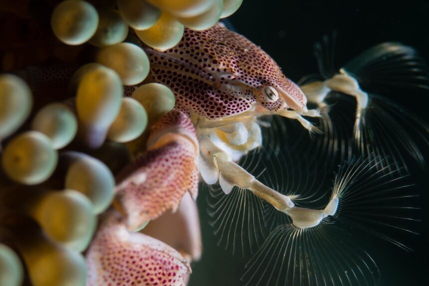 spotted porcelain crab clinging to anemone tentacles underwater