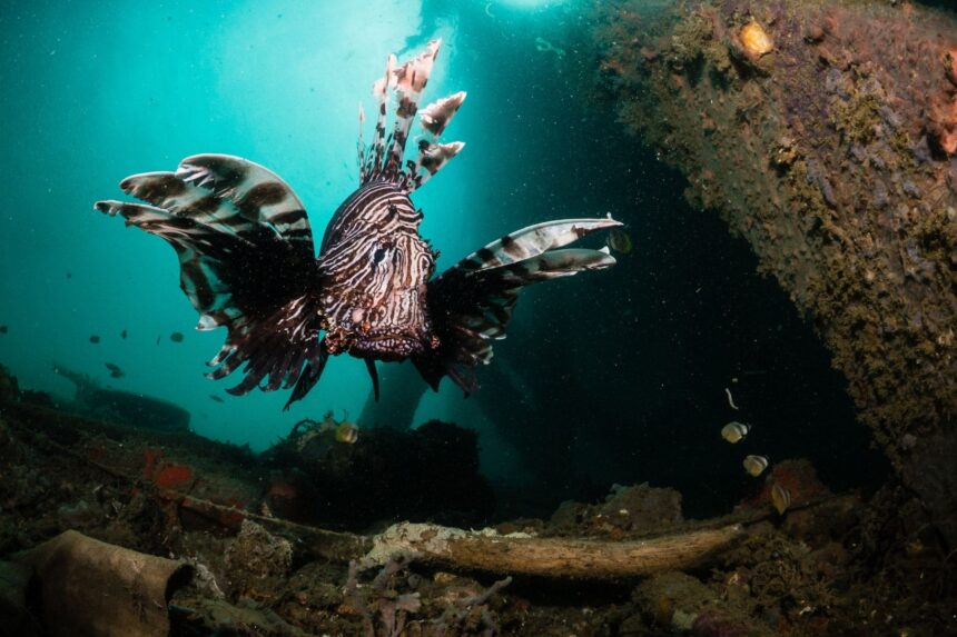 red lionfish with fanned spines swimming near a shipwreck