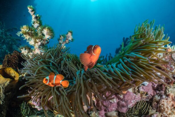 pair of clownfish sheltering in an anemone on an Indonesian reef