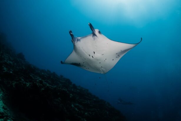 manta ray gliding over a reef slope in Indonesia