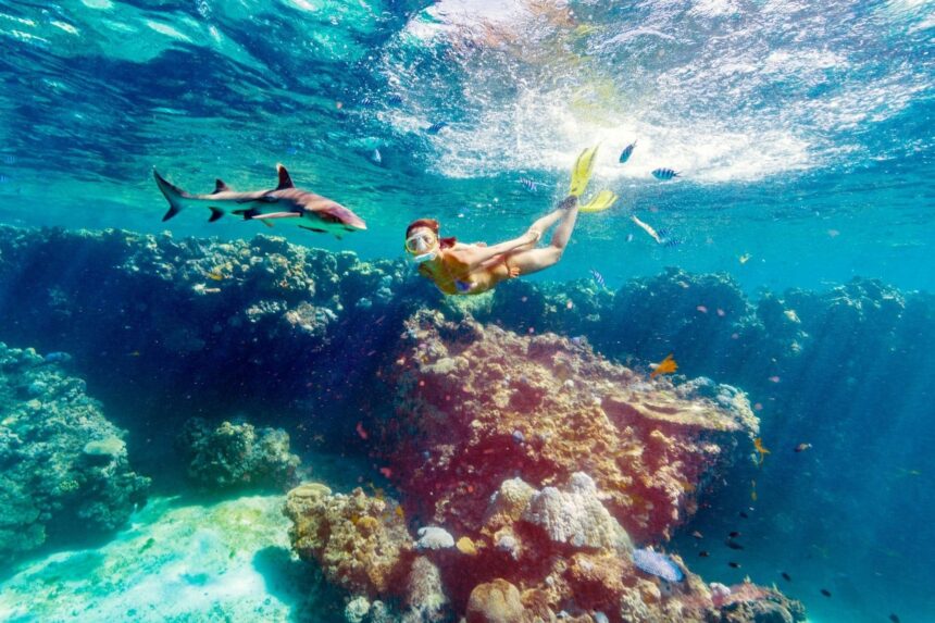 snorkeler swimming near two reef sharks above a Fiji reef