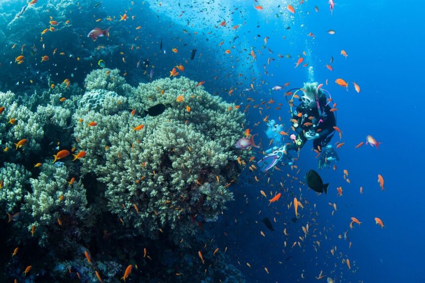 Scuba diver hovering beside a coral bommie thick with orange anthias fish