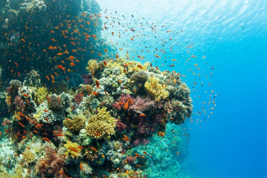 Coral reef bursting with orange anthias fish in the Red Sea