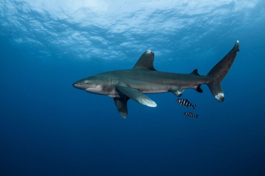 Oceanic whitetip shark cruising through open blue water