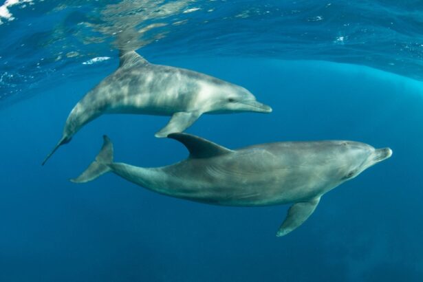 Two dolphins swimming together near the surface