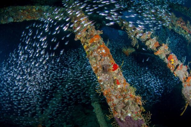 Dense school of glassfish swirling around an encrusted wreck structure