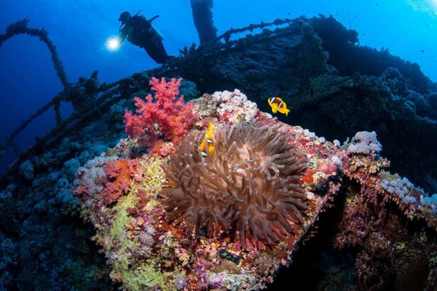 Anemone and clownfish colonizing a wreck as a diver shines a light in the background