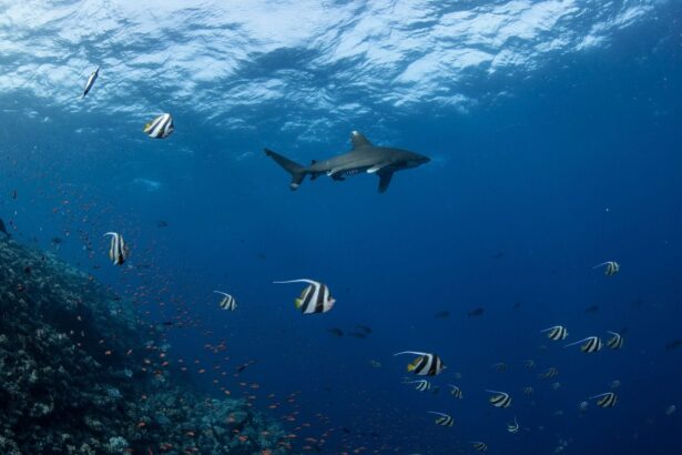 Oceanic whitetip shark passing schooling bannerfish over the reef