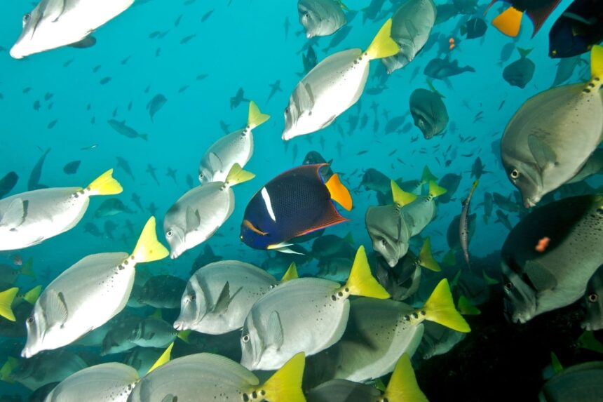 School of yellowtail surgeonfish with a king angelfish in the Galapagos