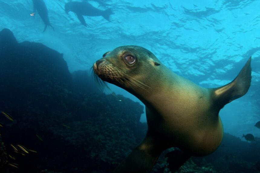 Sea lion swimming close to the camera underwater in the Galapagos