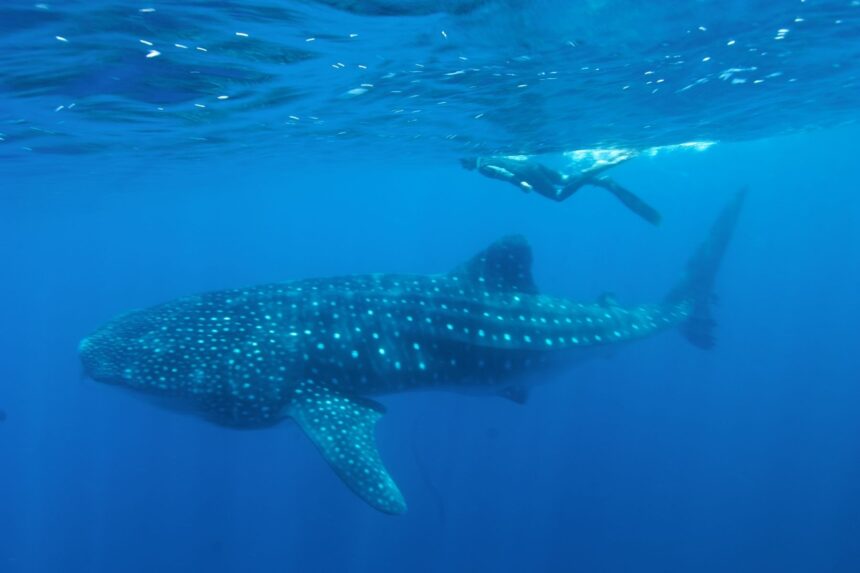 Snorkeler swimming alongside a spotted whale shark near the surface
