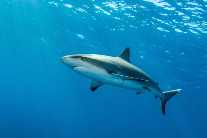 A Caribbean reef shark swimming through clear blue Bahamas waters