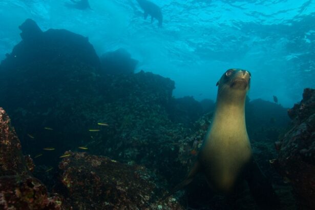 A curious sea lion approaching the camera among rocky reef in Galapagos waters