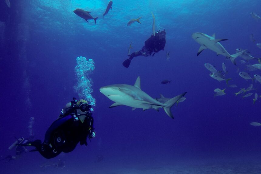 Divers observing reef sharks and fish over a Bahamas coral reef