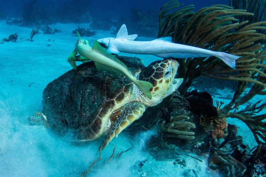 A sea turtle resting on a coral rock with remoras attached nearby