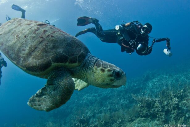A diver with a camera rig approaching a large sea turtle over a reef