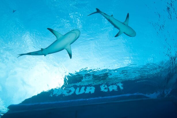 Two reef sharks swimming beneath the Aqua Cat's hull, its name visible on the transom
