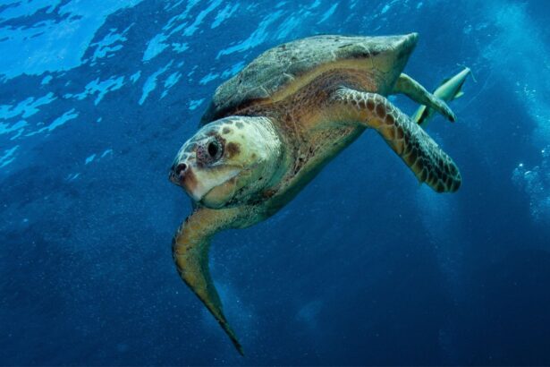 A sea turtle swimming near the surface with a shark visible in the background