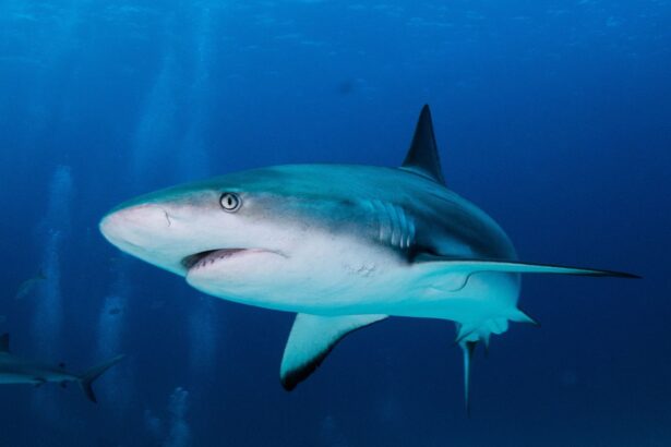 A close-up of a reef shark swimming through open blue water