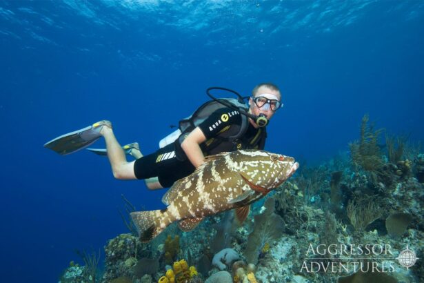 A diver swimming alongside a large grouper over a coral reef