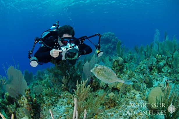 A diver with an underwater camera rig photographing a puffer fish on the reef