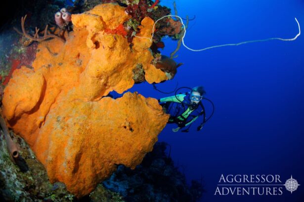 A diver hovering beside a large orange barrel sponge on the reef