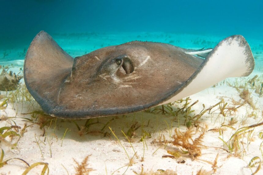 A stingray resting camouflaged on the sandy seafloor