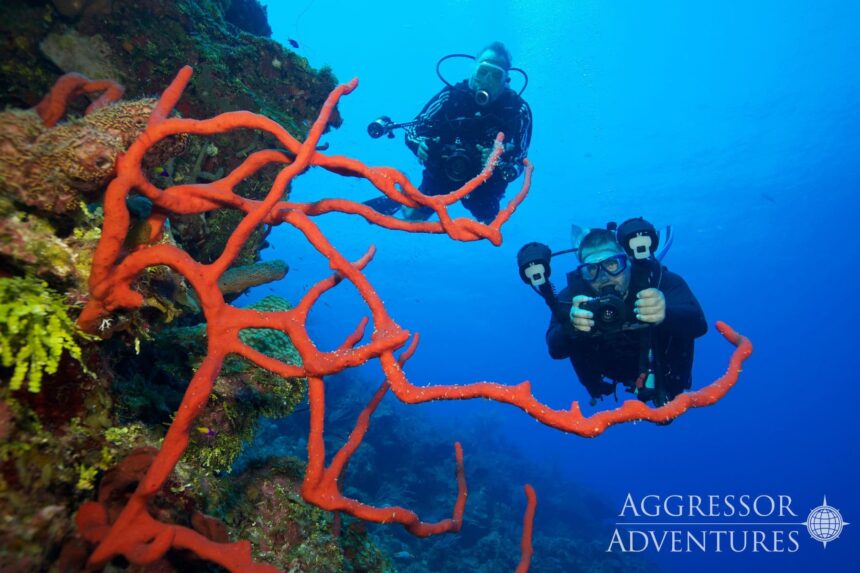 Two divers with cameras approaching a red rope sponge on the reef